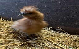 Chickens poultry for sale: Silkie Chickens - Image 3