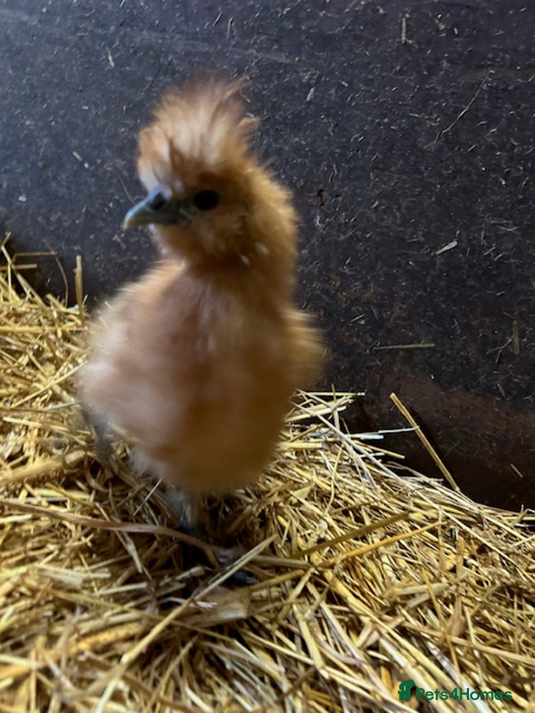 Chickens poultry for sale: Silkie Chickens - Image 3