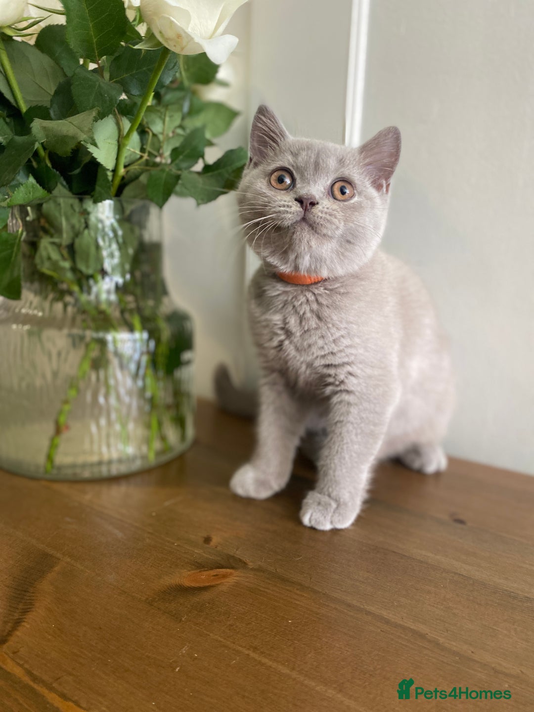 British Shorthair cats for sale: 🐾 TOP QUALLITY LILAC BSH reg GCCF purebred 🐾 - Image 23