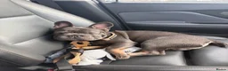 French Bulldog dogs for sale: River (please read description in full) - Advert 4