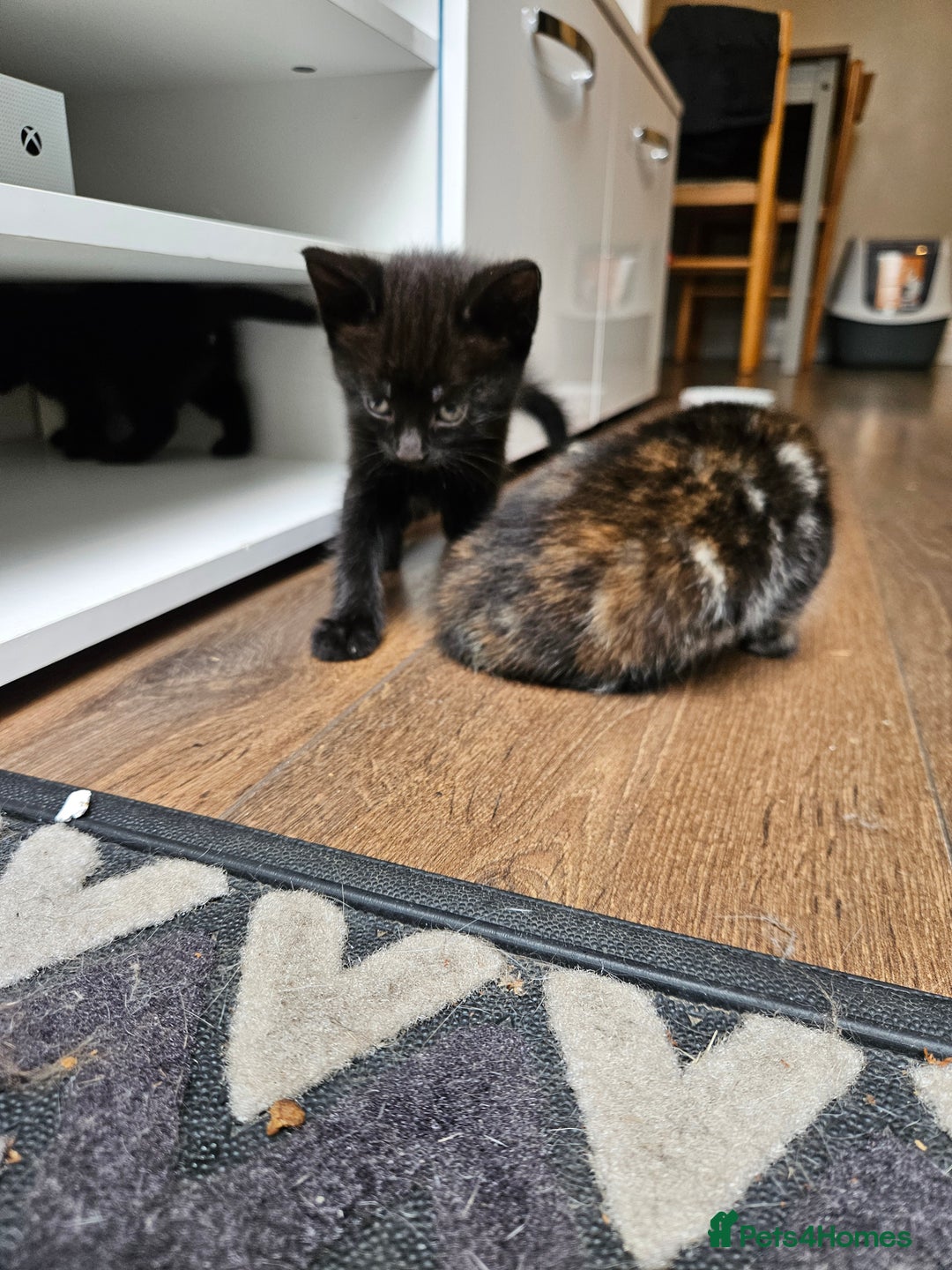 Mixed Breed cats for sale: 🐾 6 Adorable Kittens Looking for Loving Homes!  - Image 5