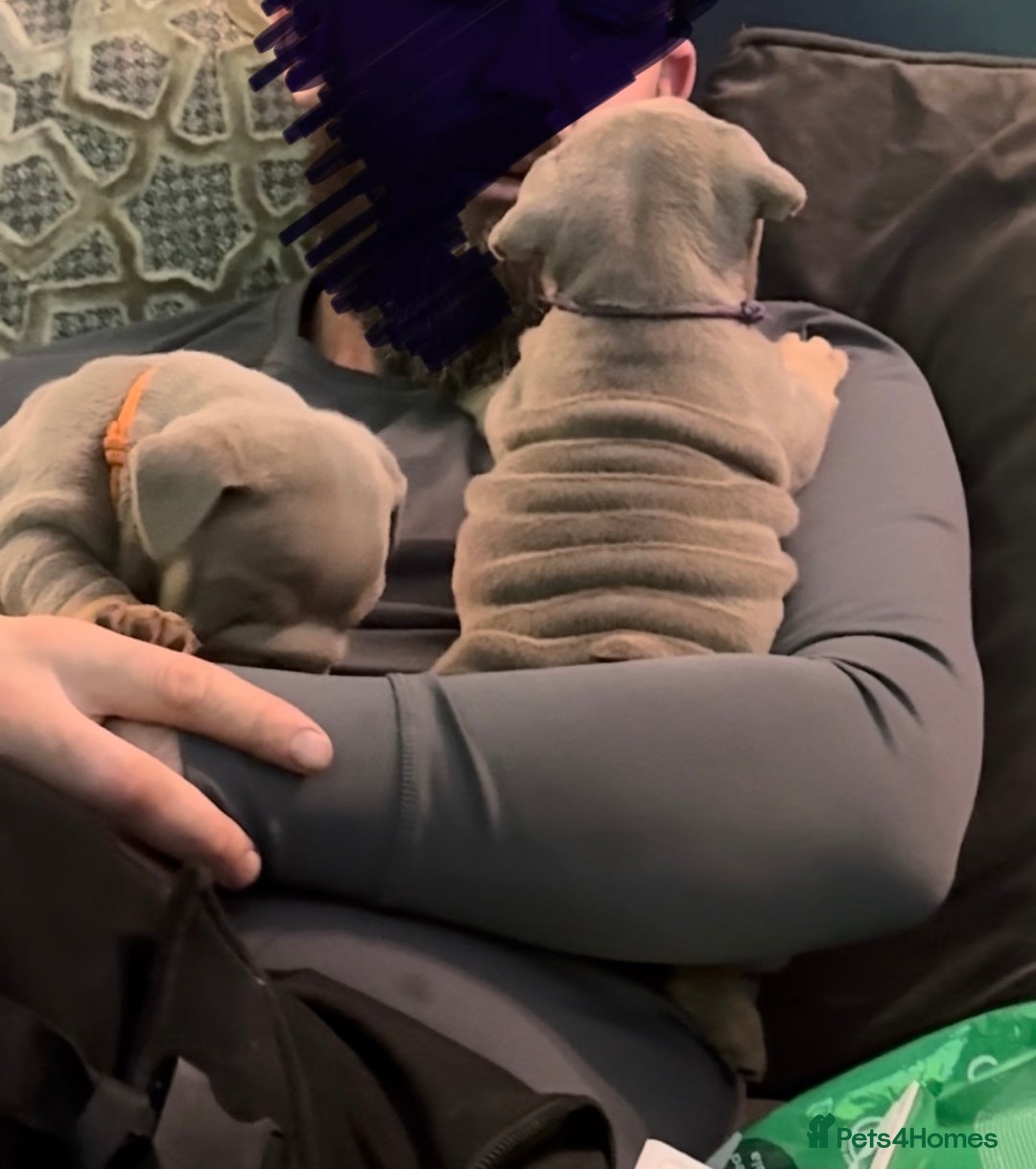 English Bulldog dogs for sale: 2 Lilac Tri english bulldogs - Advert 4