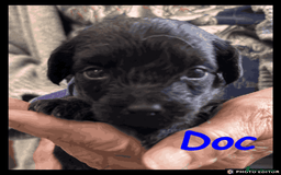 Yorkiepoo dogs for sale:  Adorable YorkiePoo Pups Looking for Loving Homes  - Image 6