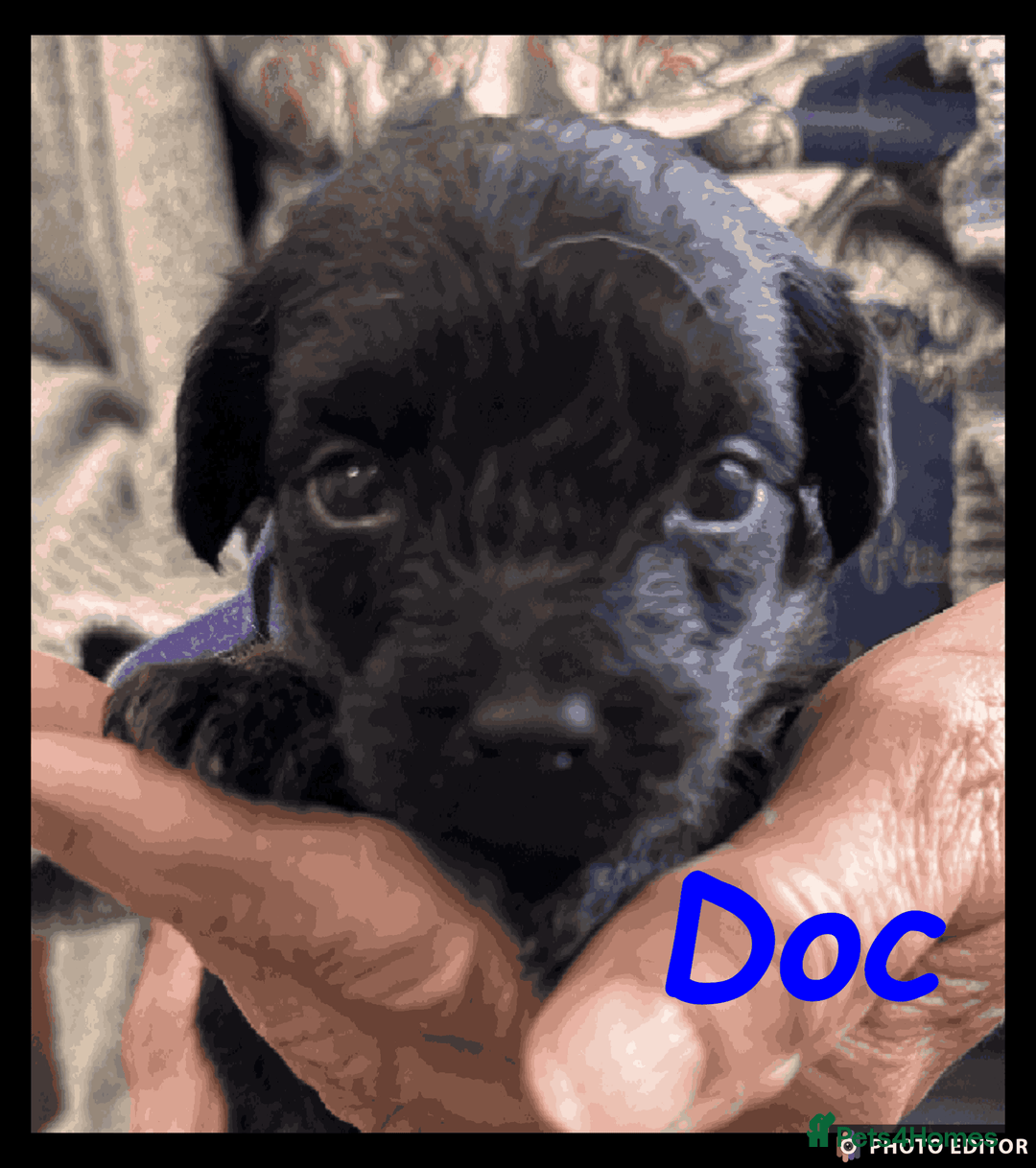 Yorkiepoo dogs for sale:  Adorable YorkiePoo Pups Looking for Loving Homes  - Image 6
