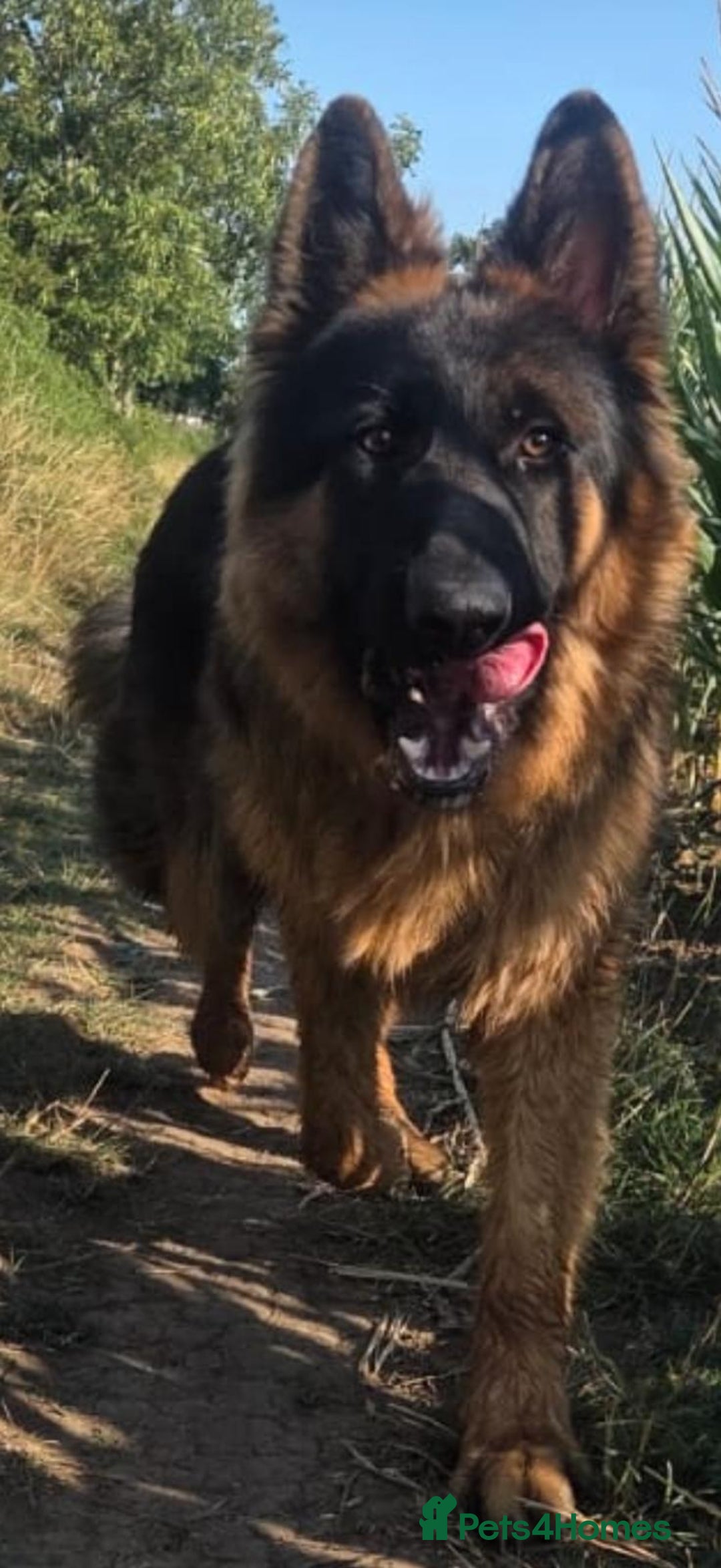 German Shepherd dogs for sale: Longhaired German Shepard  - Advert 1