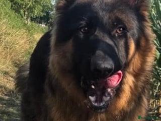German Shepherd dogs Longhaired German Shepard - Advert 6