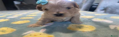Maltipoo Puppy 1