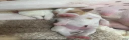 Pointer dogs for sale: Pointer pups | Working & Champion Bloodlines  - Advert 12
