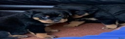Rottweiler dogs for sale: Proper big old fashioned Rottie  pups ready now  - Advert 14