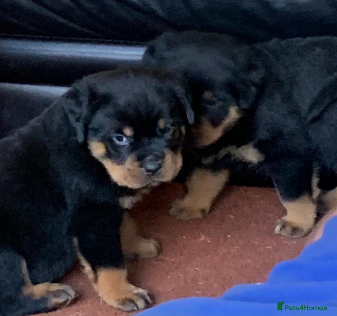 Rottweiler dogs for sale: Proper big old fashioned Rottie  pups ready now  - Advert 14