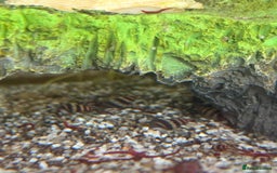 Snails fish for sale: Assassin snails  - Image 1
