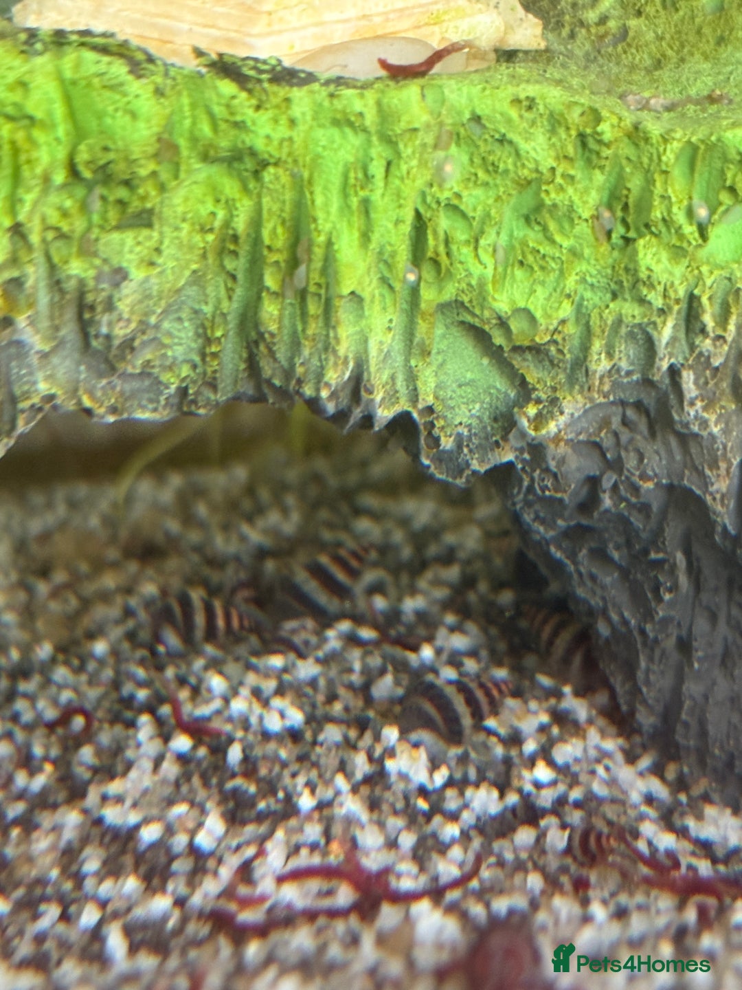 Snails fish for sale: Assassin snails  - Image 1