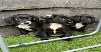 Mixed Breed dogs - Advert 3