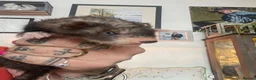 Ferret rodents for sale: Micro cross in Street - Advert 6