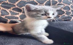 British Shorthair cats for sale: British shorthair mix kittens  - Image 1