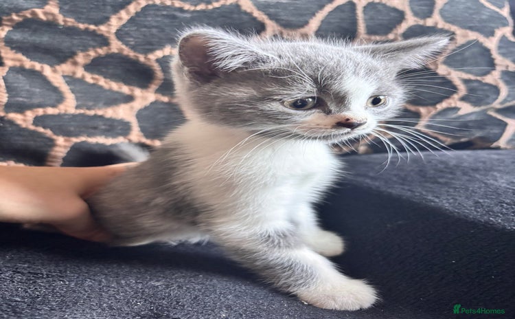 British Shorthair cats - Advert 2