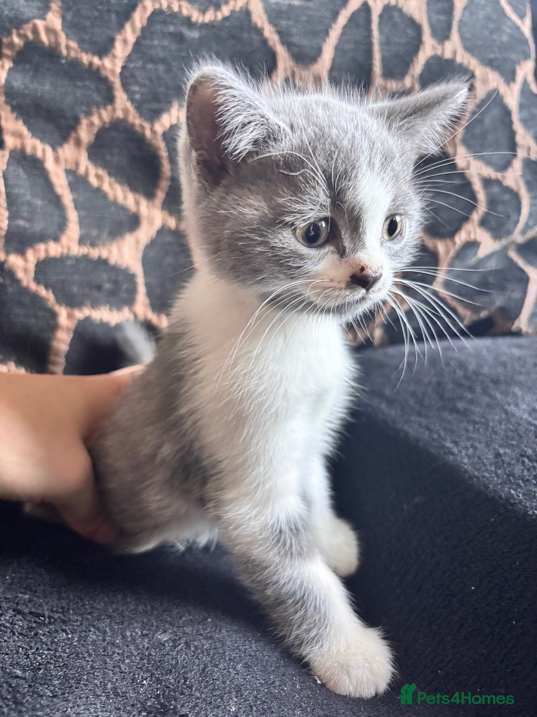 British Shorthair cats for sale: British shorthair mix kittens  - Image 1