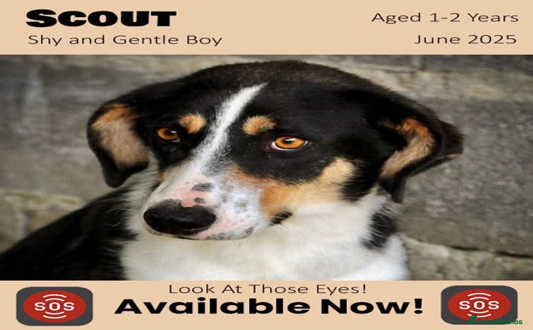 Mixed Breed dogs - Advert 6