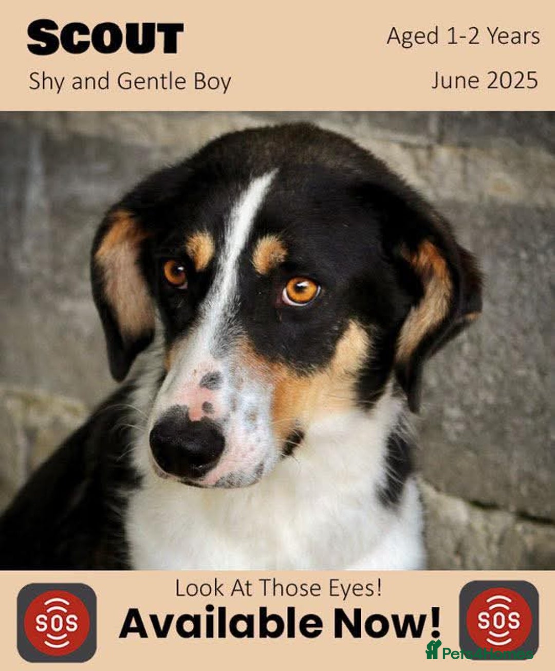 Mixed Breed dogs for adoption: Scout, 1-2 yrs old. Available for adoption  - Image 1