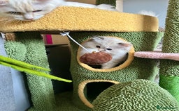 Ragdoll cats for sale: Stunning Ragdoll kitten SHOW/BREEDING -GCCF   - Image 39