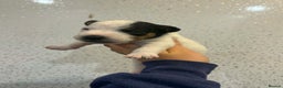 Jack Russell dogs for sale: Jack Russell puppies  - Advert 2
