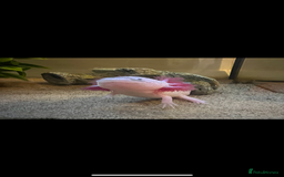 Other/Mixed Breed fish for sale: Axolotl with tank and all accesories  - Image 3