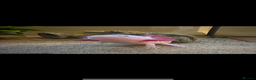 Other/Mixed Breed fish for sale: Axolotl with tank and all accesories  - Advert 3
