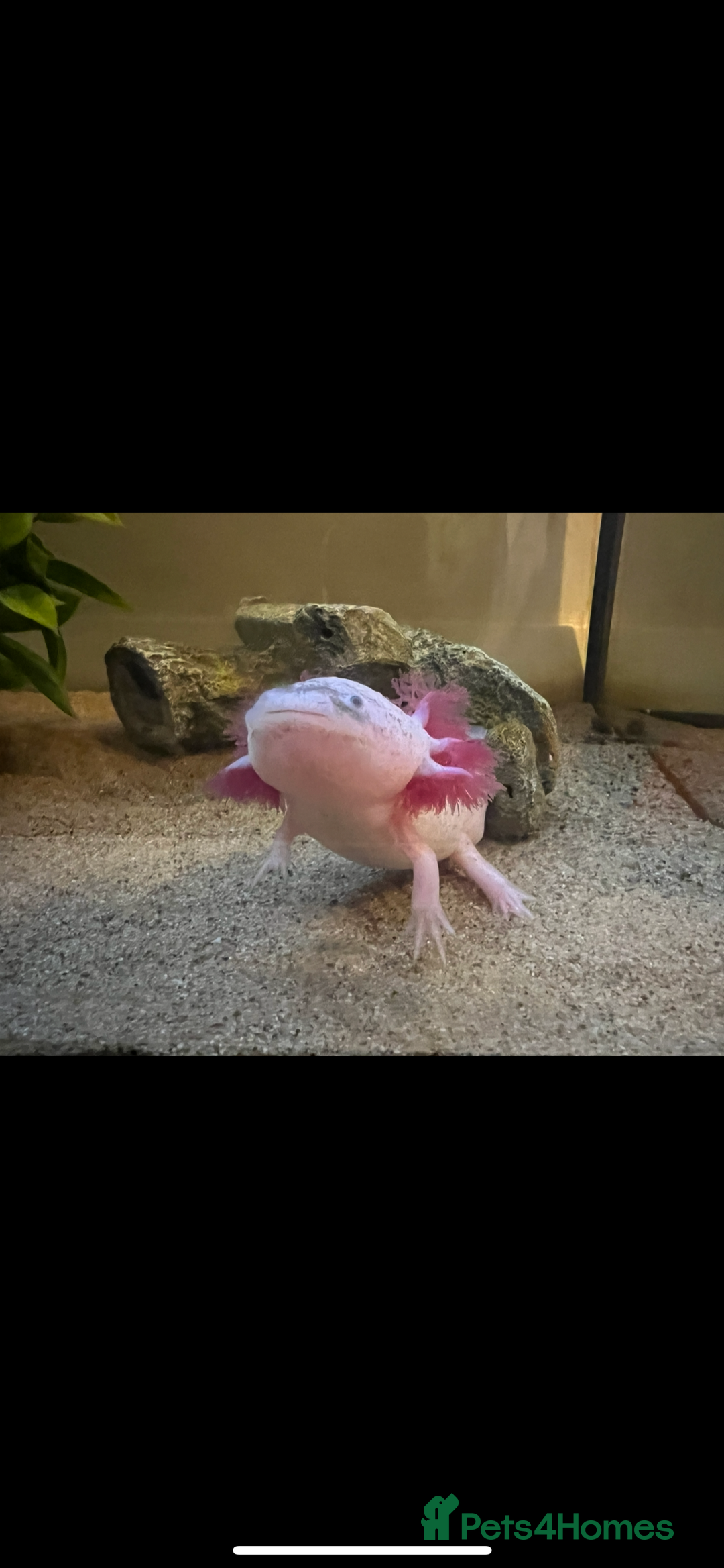 Other/Mixed Breed fish for sale: Axolotl with tank and all accesories  - Image 3