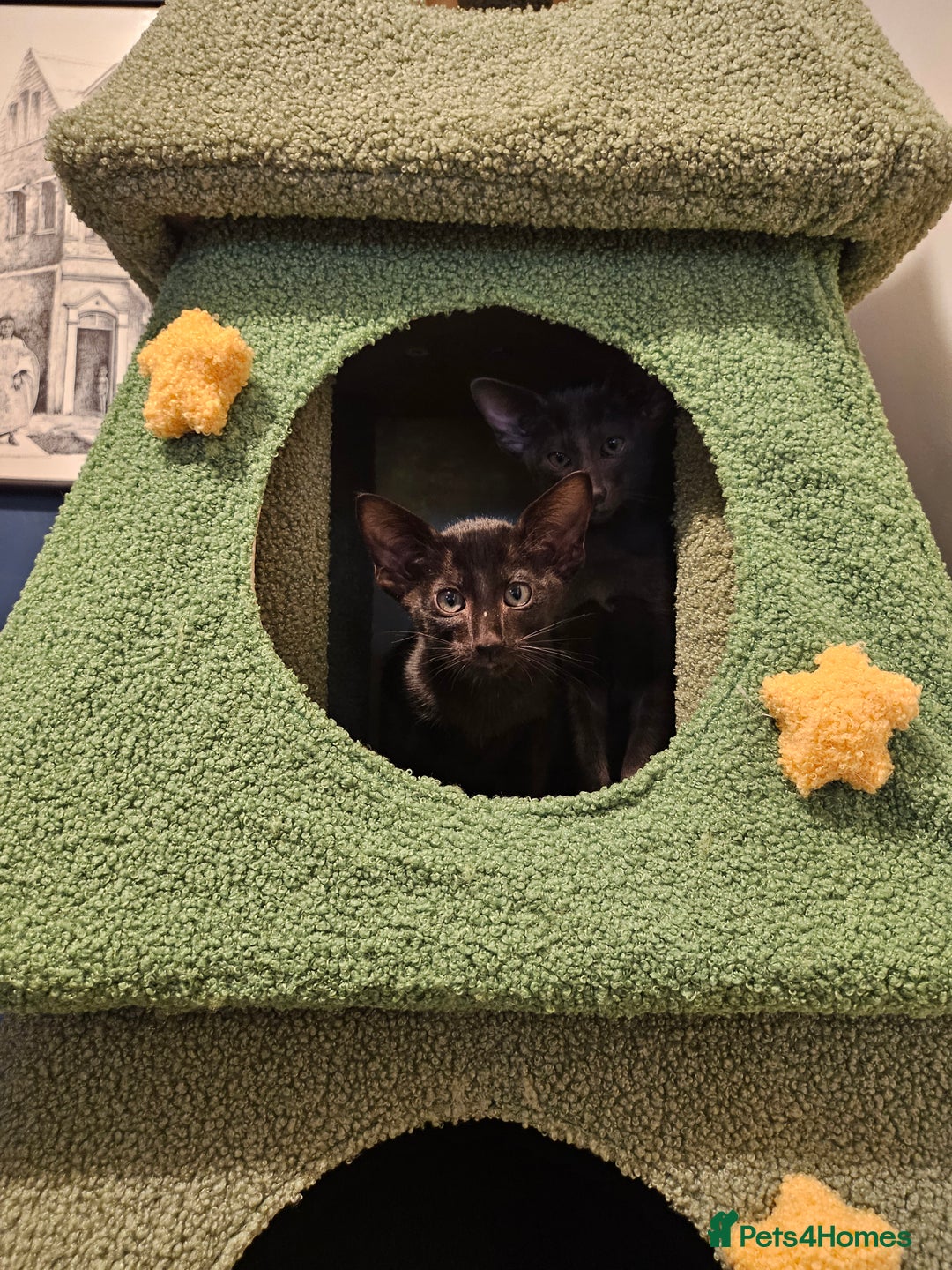 Oriental cats for sale: Black GCCF Oriental Female with Green Eyes - Advert 1