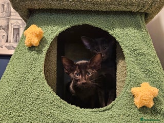 Oriental cats Black GCCF Oriental Female with Green Eyes - Advert 6