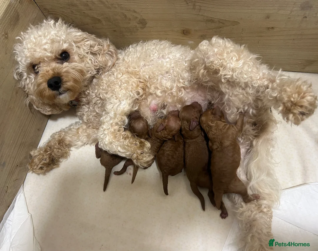 Cavapoo dogs for sale: *BEAUTIFUL RED F2 CAVAPOO PUPPIES* - Advert 15