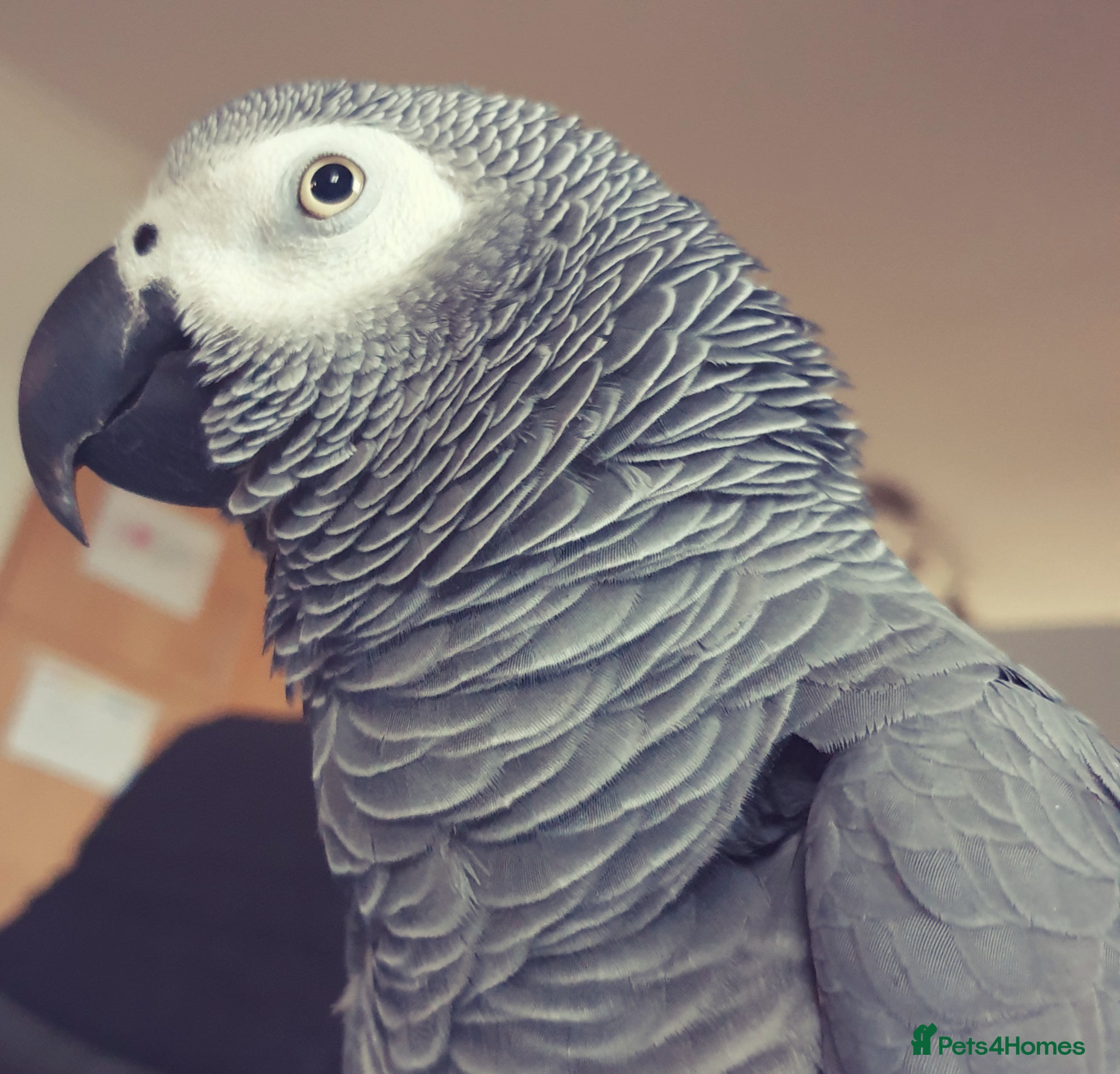 Parrots birds African Gray-Charlie  - Advert 5