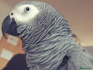 Parrots birds African Gray-Charlie - Advert 5