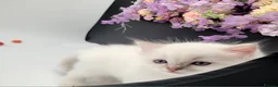 Ragdoll cats for sale: Registered purebred lilac tabby / lynx - Advert 3