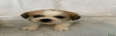 Shih Tzu Puppy 1