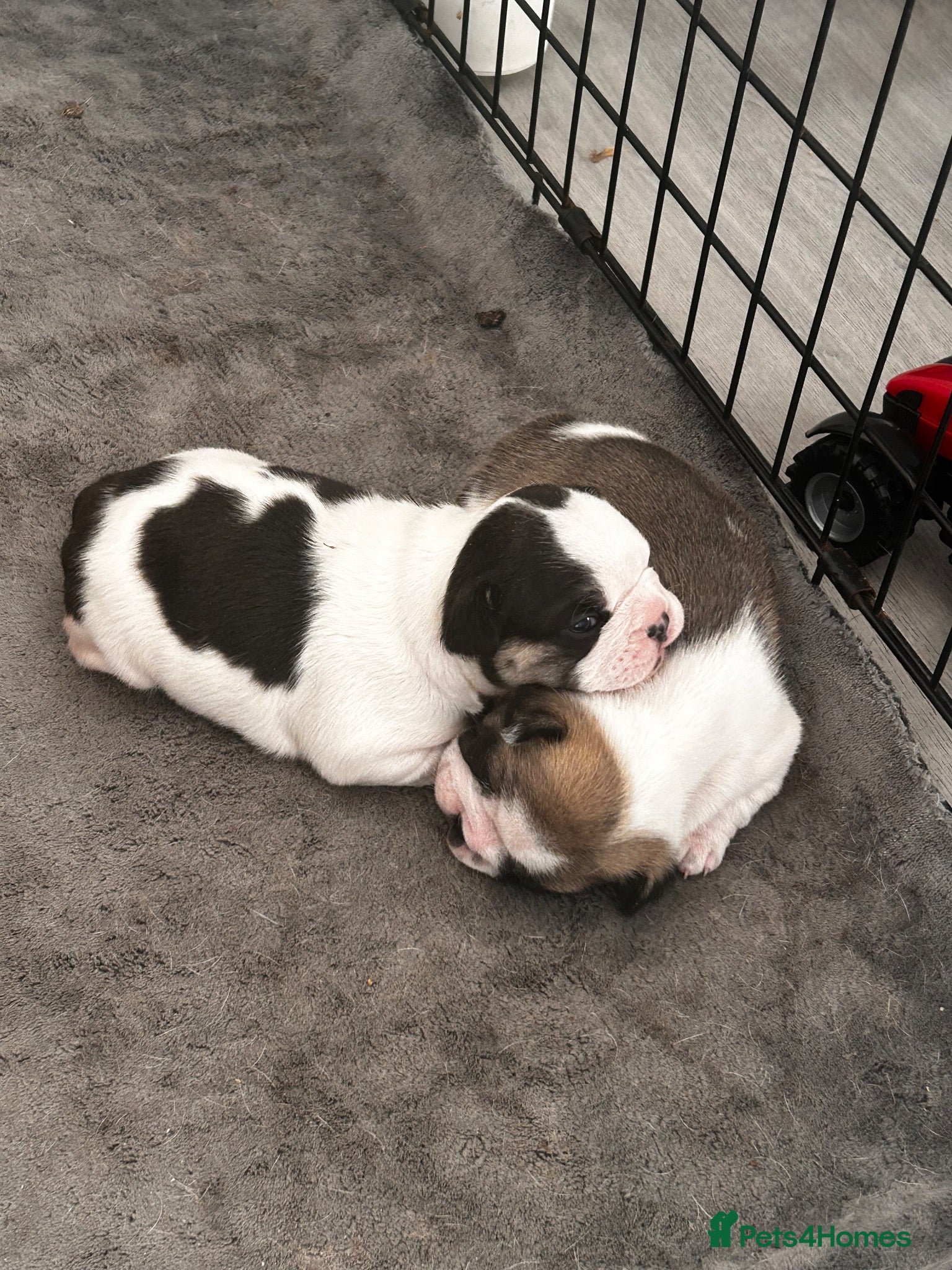 French Bulldog dogs French bulldog pups  - Advert 1