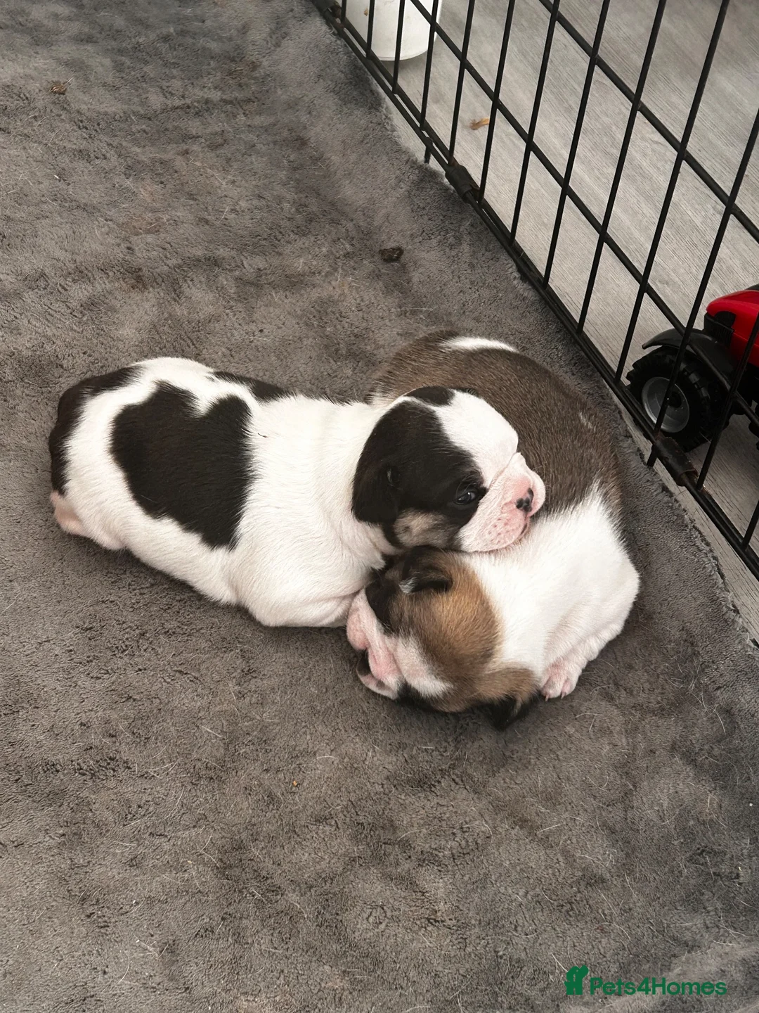 French Bulldog dogs for sale: French bulldog pups  - Advert 1
