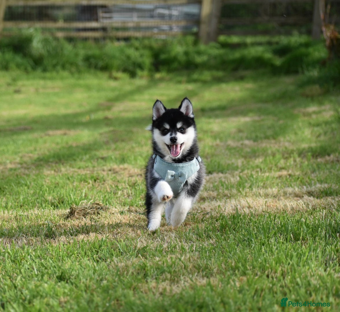 Pomsky dogs Genuine Pomsky puppies from health tested parents - Advert 1