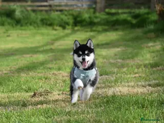 Pomsky dogs Genuine Pomsky puppies from health tested parents - Advert 2