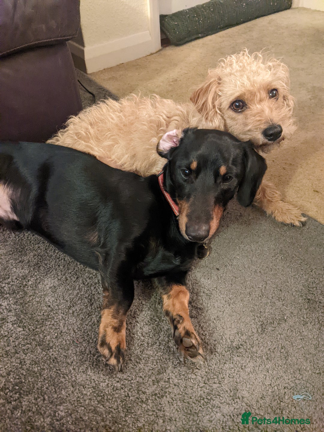 Mixed Breed dogs for sale: Dachshund X Jack Russel hybrid puppies  - Advert 12