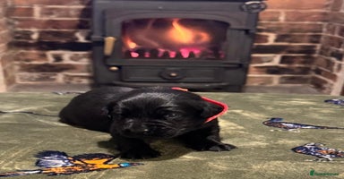 Labrador Retriever dogs Kc black Labrador puppies - Advert 8