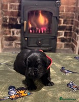 Labrador Retriever dogs Kc black Labrador puppies - Advert 8