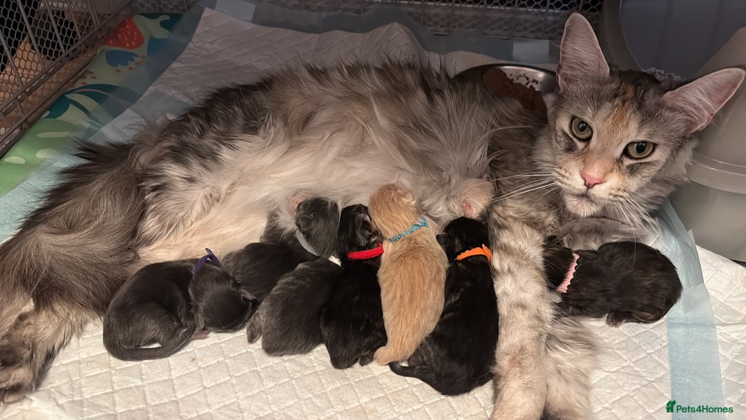 Maine Coon cats for sale: TICA REGISTERED MAINE COON KITTENS - Advert 3