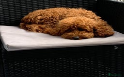 Poochon dogs for sale: 🐾 Adorable Mini Poochon Puppy – Milo 🐾 - Image 9