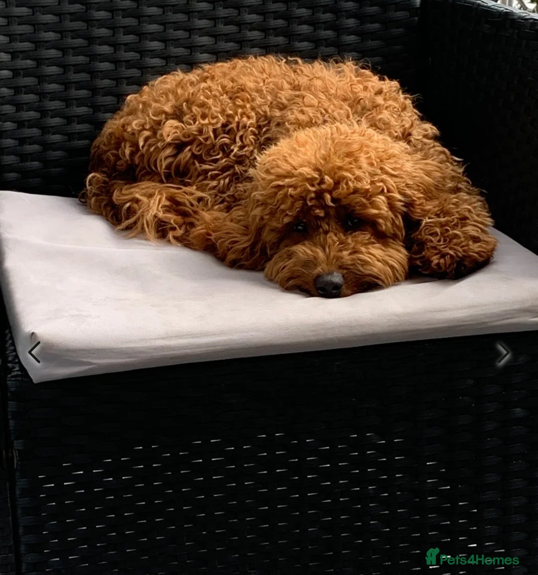 Poochon dogs for sale: 🐾 Adorable Mini Poochon Puppy – Milo 🐾 - Image 9