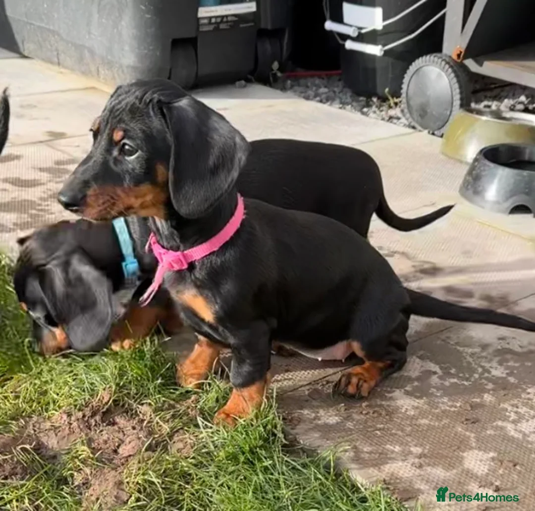 Dachshund dogs for sale: Dachshund puppies standard, wired-haired & smooth - Advert 37