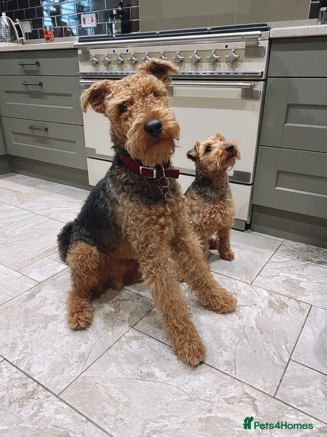Airedale Terrier dogs for stud: Proven KC Airedale Stud  in Oldham - Advert 11