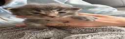 Maine Coon cats for sale: 🐾 BEAUTIFUL MAINE COON KITTENS FOR SALE 🐾 in Margate - Advert 18