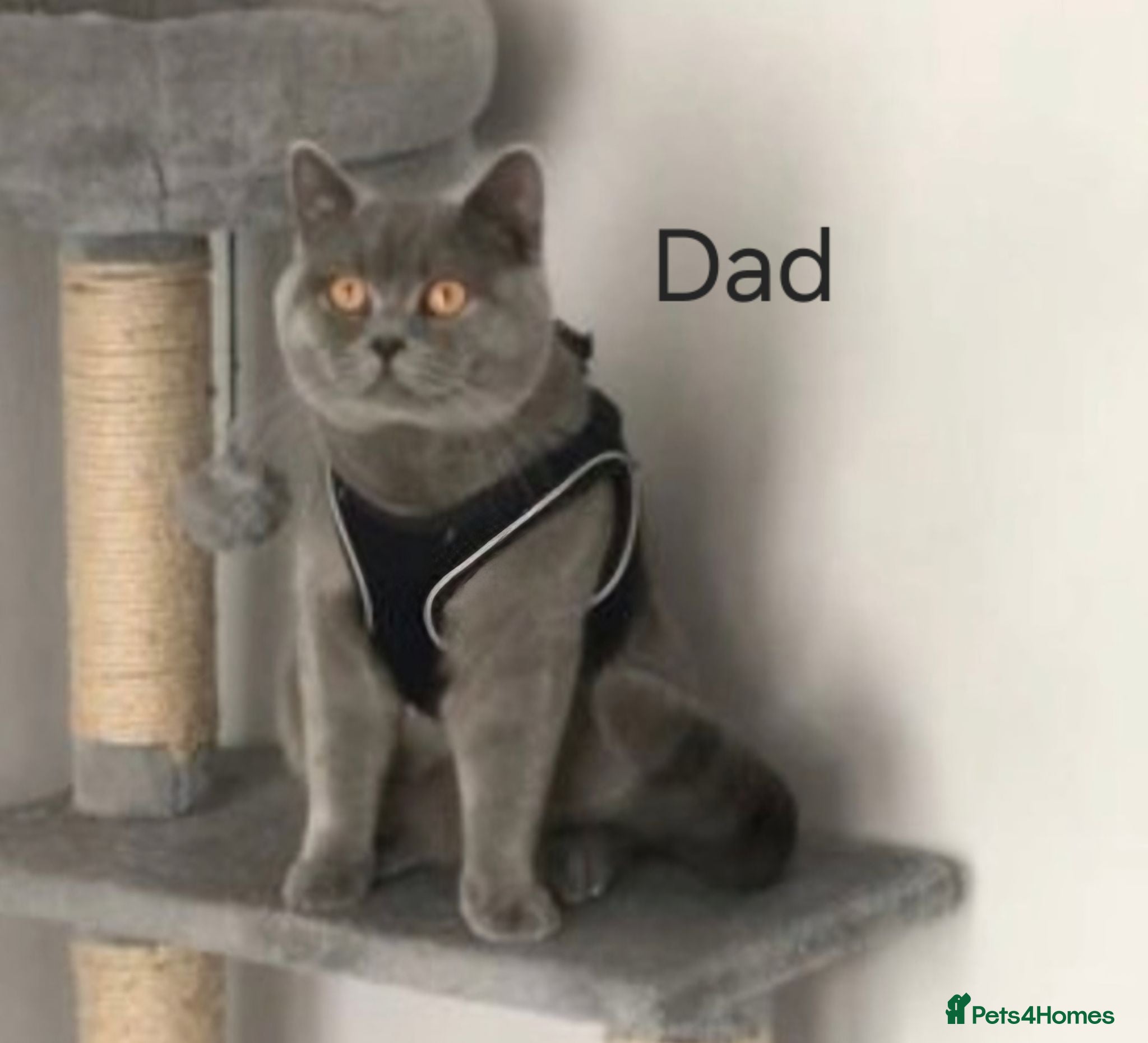 British Shorthair cats Stunning Lilac British Shorthair x Scottish Fold - Advert 2