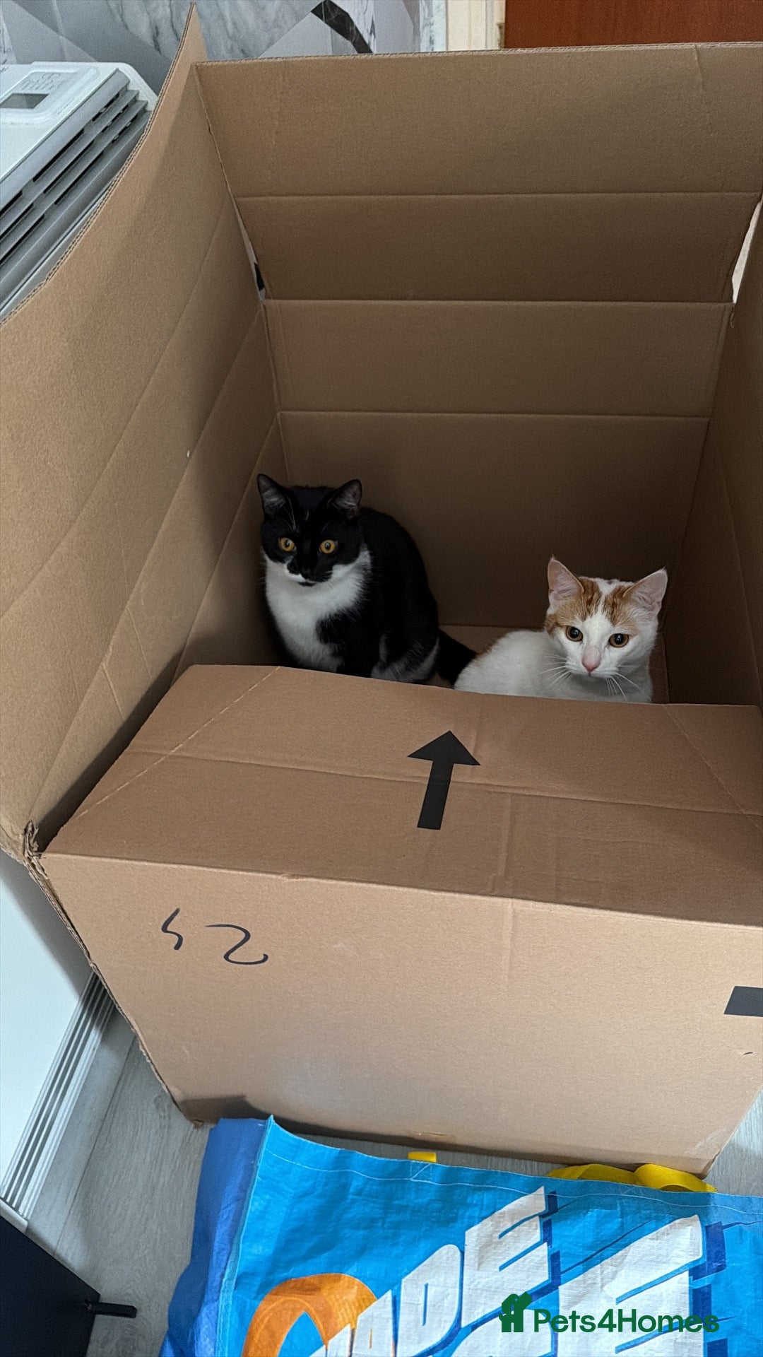 Domestic Shorthair cats 1 year old female cats for rehome - Advert 5